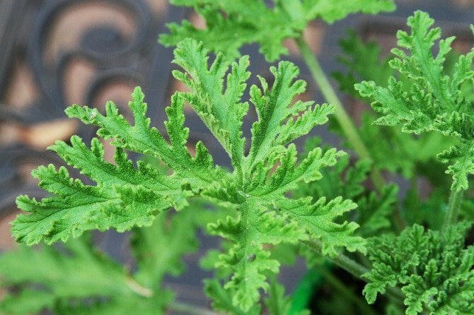 the best citronella plants that repel mosquitoes the best citronella plants that repel mosquitoes